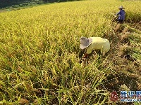 寒露时节收获忙