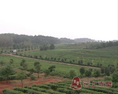 【人大代表在履职】立足自身 充分发挥职能 推进赤壁市茶产业健康快速发展