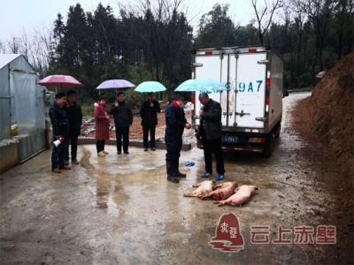 病死畜禽如何处理？咸宁市推介赤壁经验
