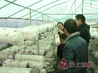 赤壁农技专家精心指导灾后生产