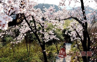 葛仙山的樱花开了 一场春天盛宴等着你