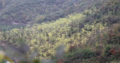 赤壁林业局打赢精准灭荒攻坚战