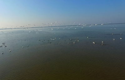 数千白天鹅飞临黄盖湖湿地自然保护区栖息