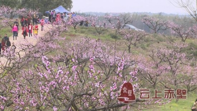 走进余家桥 相约桃花源 桃花春色暖先开 明媚谁人不看来 