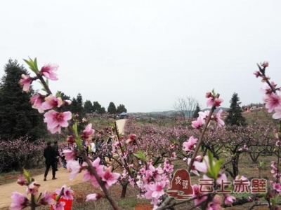 组图：春风送暖 万亩桃花盛放迎客来