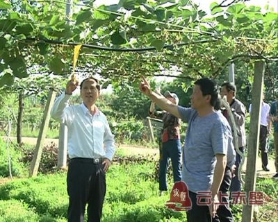 市政协视察农业“十大项目”建设情况