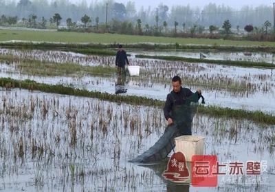 一只龙虾闯天涯——看赤壁小龙虾如何登上产业发展大舞台