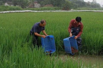 赤壁稻虾连作富一方百姓 小龙虾年产值达到9亿元