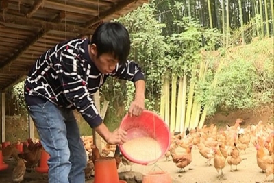 义工联盟志愿者：精准扶贫赠鸡苗 贫困家庭燃希望