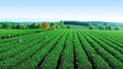 赤壁提升茶产品科技含量