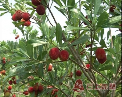 赤壁黄盖湖杨梅农庄：巧做营销 吸引市民下乡