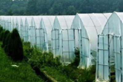 赤壁柳山湖镇发展立体农业产业