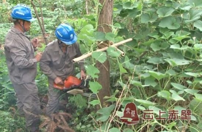 市供电公司对高压线路恶意种植树障进行清理