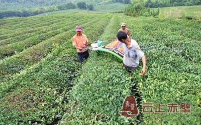 赤壁市羊楼洞村：采制砖茶 发展茶产业