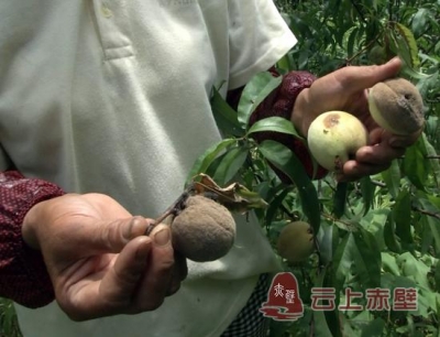 桃子患“怪病” 专家出良策