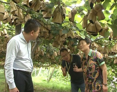 汪凡非调研赤壁市猕猴桃种植示范基地建设工作