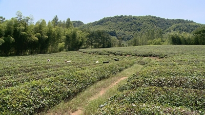 赤壁蓼坪村：积累“绿色家底” 实现乡村振兴