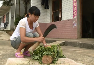 谭兰妹：用勤劳的双手脱贫致富