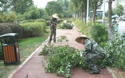 市园林局：头顶骄阳持剪镰 修剪花木美家园