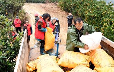 三天采摘销售1.4万斤 赤壁志愿者为贫困果农解燃眉之急