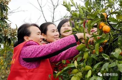 桔子红了 花果山上来相约｜ 云上赤壁产业扶贫直播