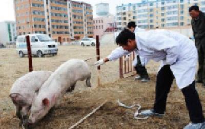 严格防控生猪疫情 赤壁畜牧兽医局在行动
