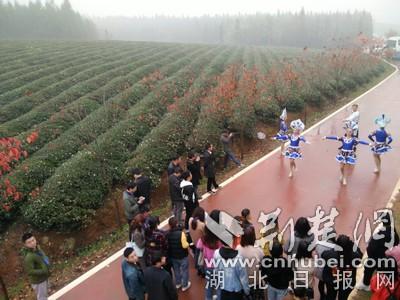 “千万粉丝看咸宁”走进赤壁：挖掘千年文化 重振茶道辉煌