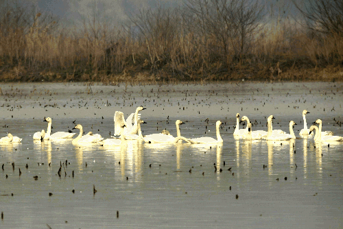 大批候鸟飞抵东港湖越冬