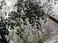 赤壁葛仙山景美 雨凇树挂天色诡