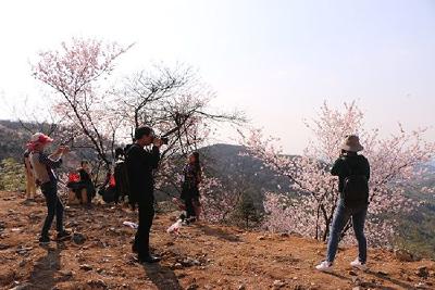 持续低温阴雨天气，备受关注的葛仙山樱花信息在这