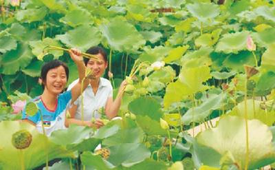 赤壁乡村采摘一日游