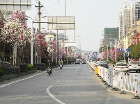 赤壁花开满城香