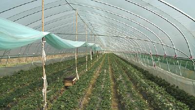 连日阴雨草莓欠收 价格猛涨望“莓”止渴
