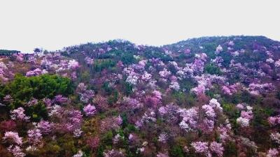 视频｜春风为伴，樱花为柬，打卡赤壁最美赏花地