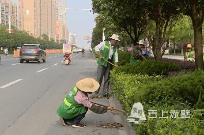赤壁：清理绿化带垃圾 提升城市新形象