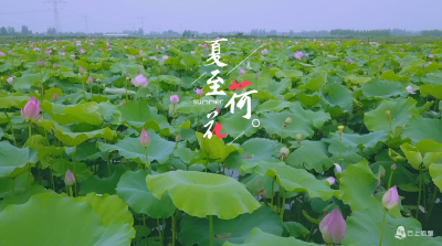 V视频｜夏至到 荷花开 美景来~
