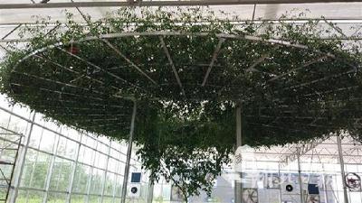 看长江之变丨一棵番茄树年产4000斤果子 赤壁农村新鲜事真不少