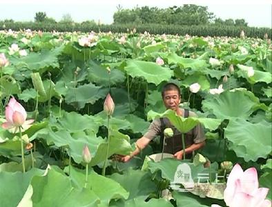黄盖湖镇：发展特色农业  助力农民致富