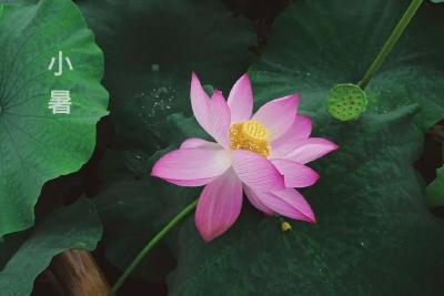 今日小暑，浅握清风，祝夏安！