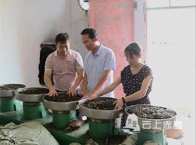 华中农业大学课题组对赤壁市青砖茶开展课题研究