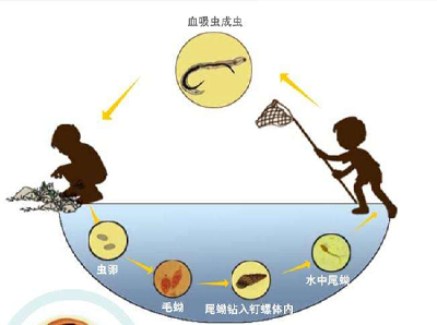 赤壁市建立血防综合治理长效机制