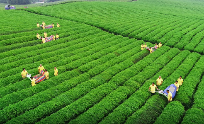 官宣！赤壁青砖茶宣传片新鲜出炉！