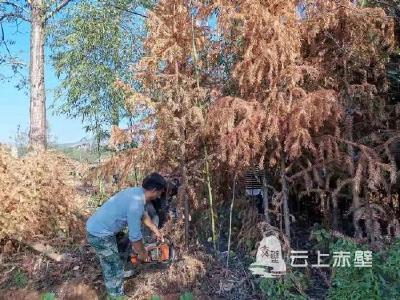 赤壁：森林防火不松懈