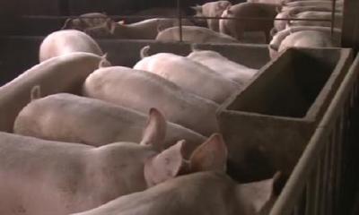 农业农村部:全力恢复生猪生产 稳定市场预期