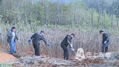 赤壁市专项整治生态新区红线范围抢栽抢种乱象