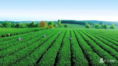 美文 l 我是松峰山上的一株茶