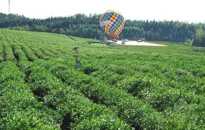 赤壁因“赤壁青砖茶”入选中国特色农产品优势区