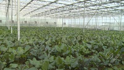车埠镇小罗湖田园综合体：利用现代化技术打造观光农业