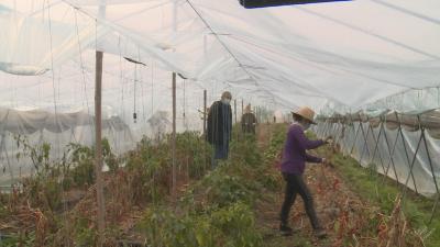 【一线写实】蒲首山村：防疫情保春耕 不误春光好时节