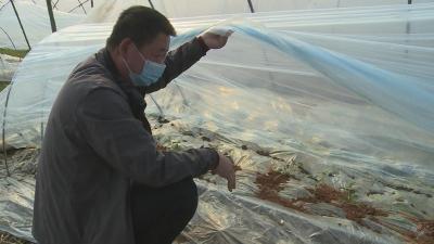 【一线写实】赤壁镇东柳村：疫情防控 农业生产两促进两不误